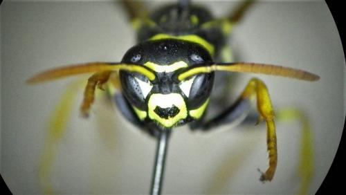 Polistes dominula